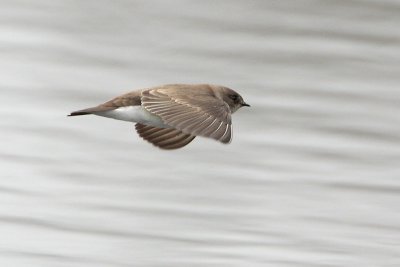 Northern Rough-winged Swallow