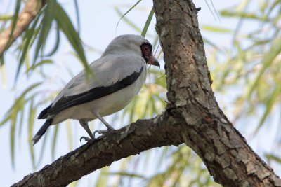 Masked Tityra