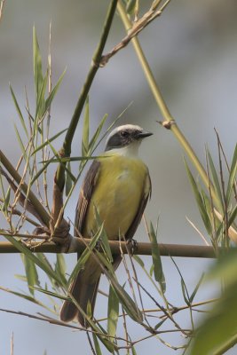 Social Flycatcher