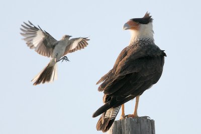Crested Caracara harassed by Northern Mockingbird