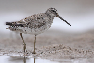 Short-billed Dowitcher