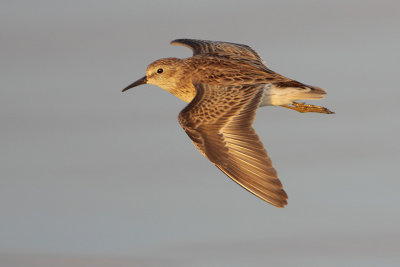 Least Sandpiper