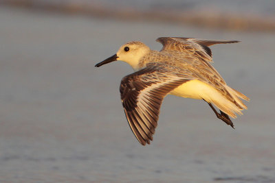 Sanderling