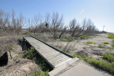 The Willows After Ike