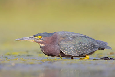 Green Heron