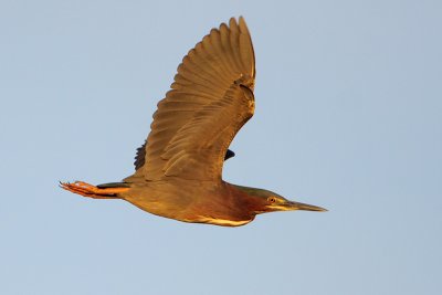 Green Heron