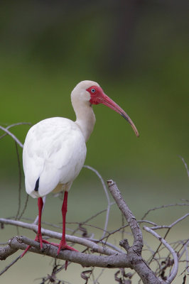 White Ibis