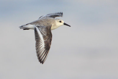 Sanderling