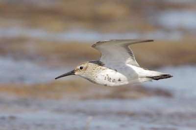 Dunlin