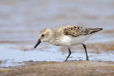 Semipalmated Sandpiper