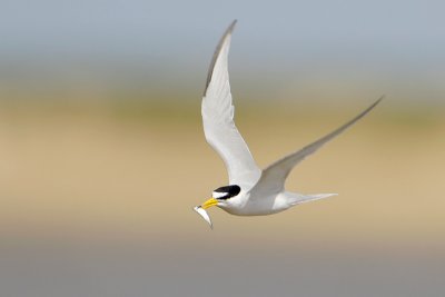 Least Tern