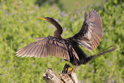 Anhinga