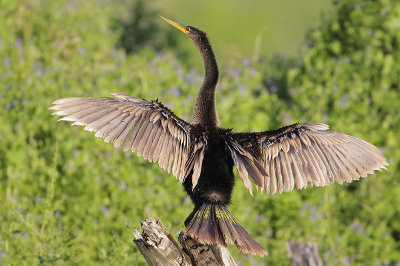 Anhinga