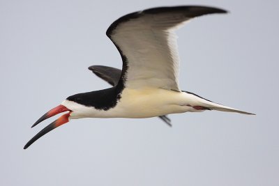 Black Skimmer