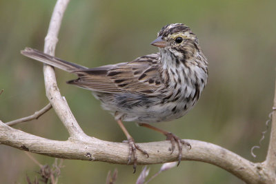 Savannah Sparrow