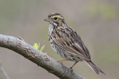 Savannah Sparrow