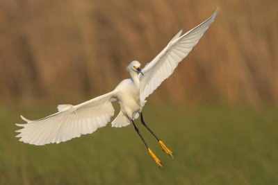 Snowy Egret