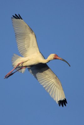 White Ibis