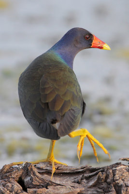 Purple Gallinule