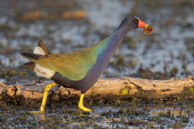 Purple Gallinule