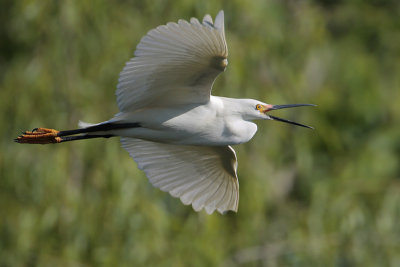 Snowy Egret