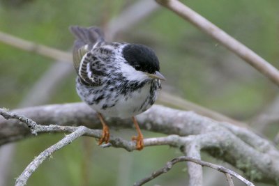 Blackpoll Warbler