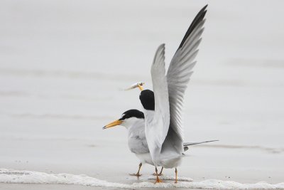 Least Tern