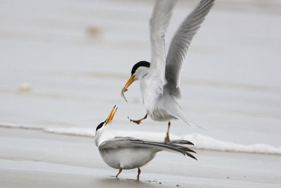 Least Tern