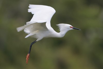 Snowy Egret