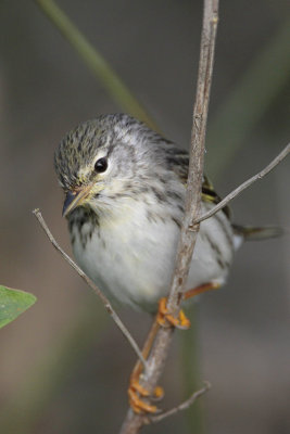 Blackpoll Warbler