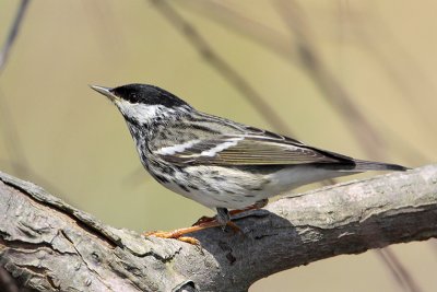 Blackpoll Warbler