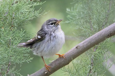 Blackpoll Warbler