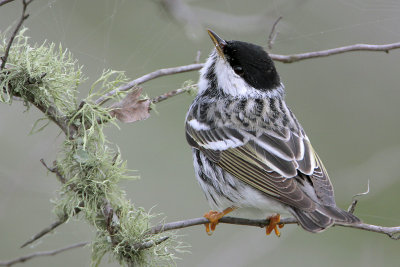 Blackpoll Warbler