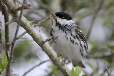 Blackpoll Warbler