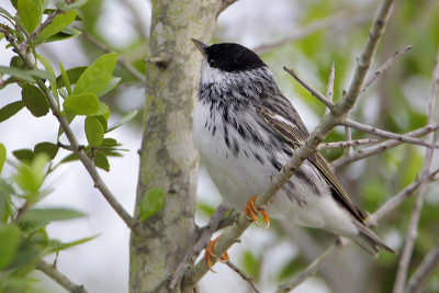 Blackpoll Warbler