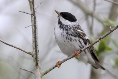 Blackpoll Warbler