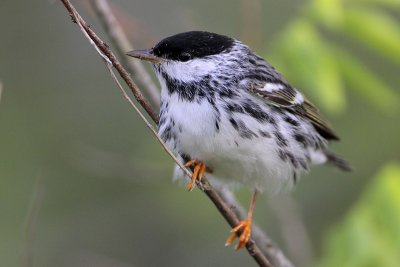 Blackpoll Warbler