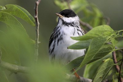 Blackpoll Warbler