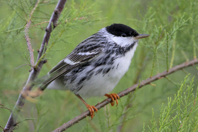 Blackpoll Warbler