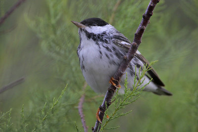 Blackpoll Warbler