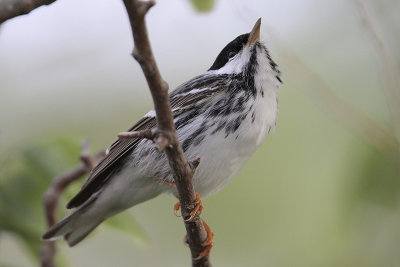 Blackpoll Warbler