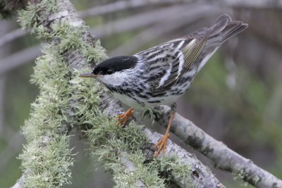 Blackpoll Warbler