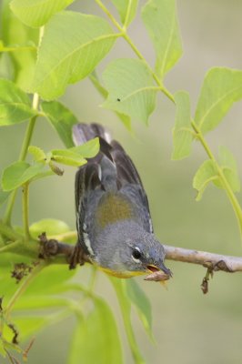 Northern Parula