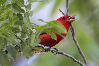 Scarlet Tanager