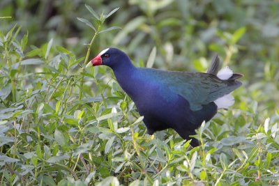 Purple Gallinule