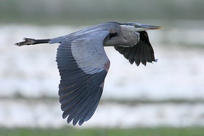 Great Blue Heron