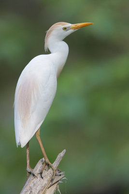 Cattle Egret