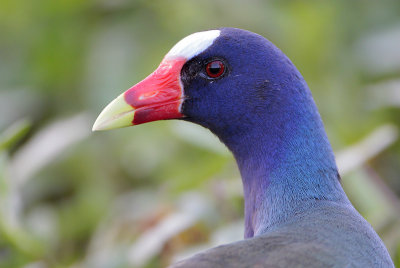 Purple Gallinule