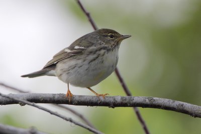 Blackpoll Warbler