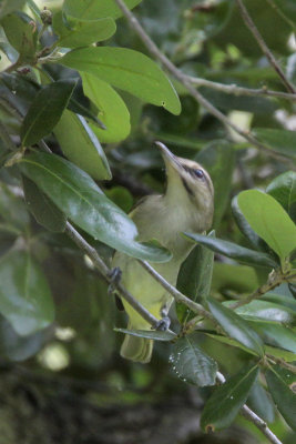 Black-whiskered Vireo